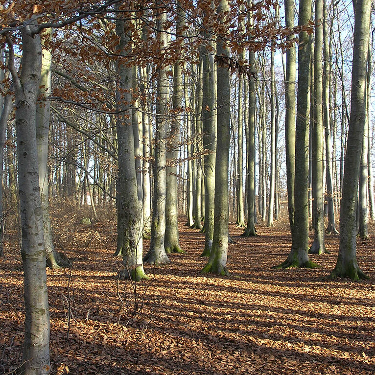 Vår i bokskogen / spring in the beech woods, Furulund, Visby, Gotland