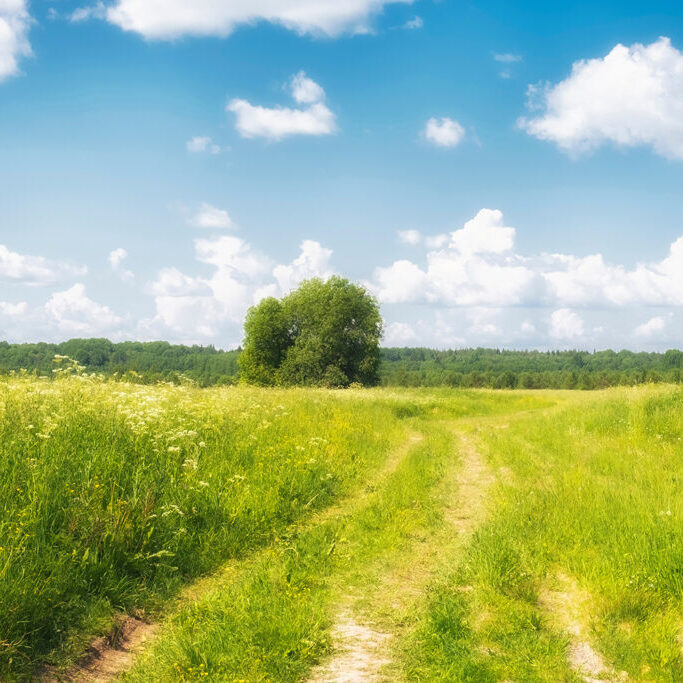 Summer landscape, village road in an overgrown by grass field or meadow under a blue sky with clouds